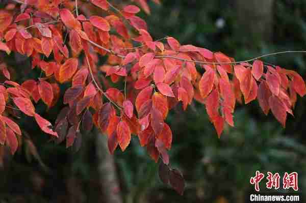 生物多样性保护：6700万年前珍稀植物扎根南京