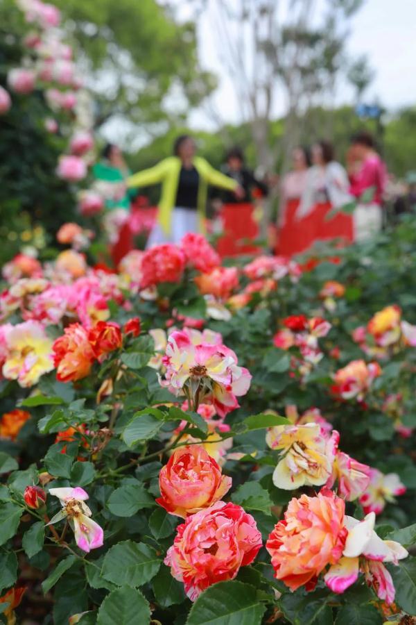 太出片！上海醉倒在“花中皇后”海洋，“百条花道”美呆了→