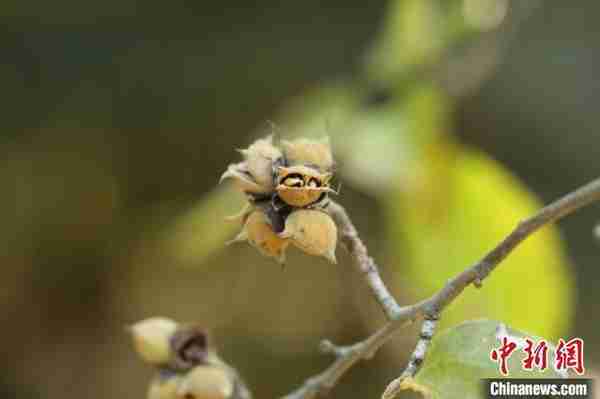 生物多样性保护：6700万年前珍稀植物扎根南京