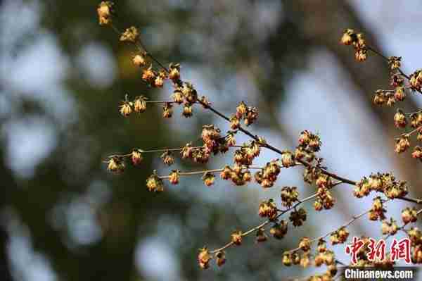 生物多样性保护：6700万年前珍稀植物扎根南京