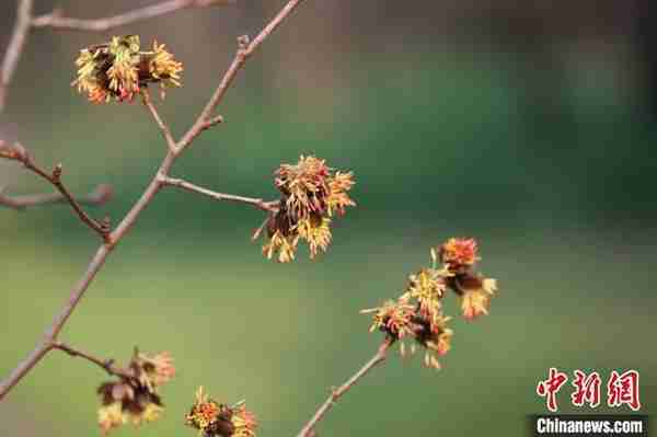 生物多样性保护：6700万年前珍稀植物扎根南京