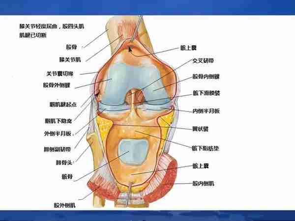 最全人体解剖学图谱分享，全系统学习！含3D透明人体解剖图