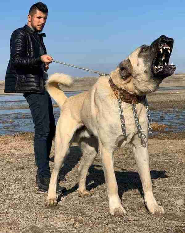 盘点可以打败“比特犬”的狗，藏獒排最后，第1没有悬念