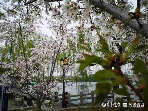 湖畔垂柳依依鲜花成海，周末济南大明湖游客如云