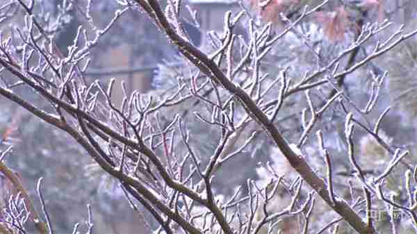 冬日美景｜庐山雪景旖旎迎客来