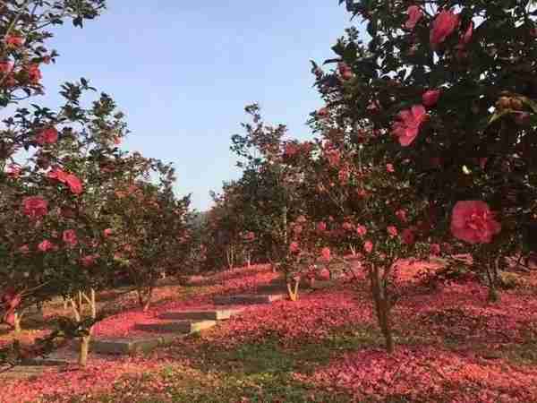 今年过年去哪儿玩？湖北发布这6条春节旅游路线，快收藏！