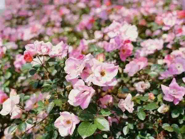 在余杭的“花花世界”里挖呀挖呀挖