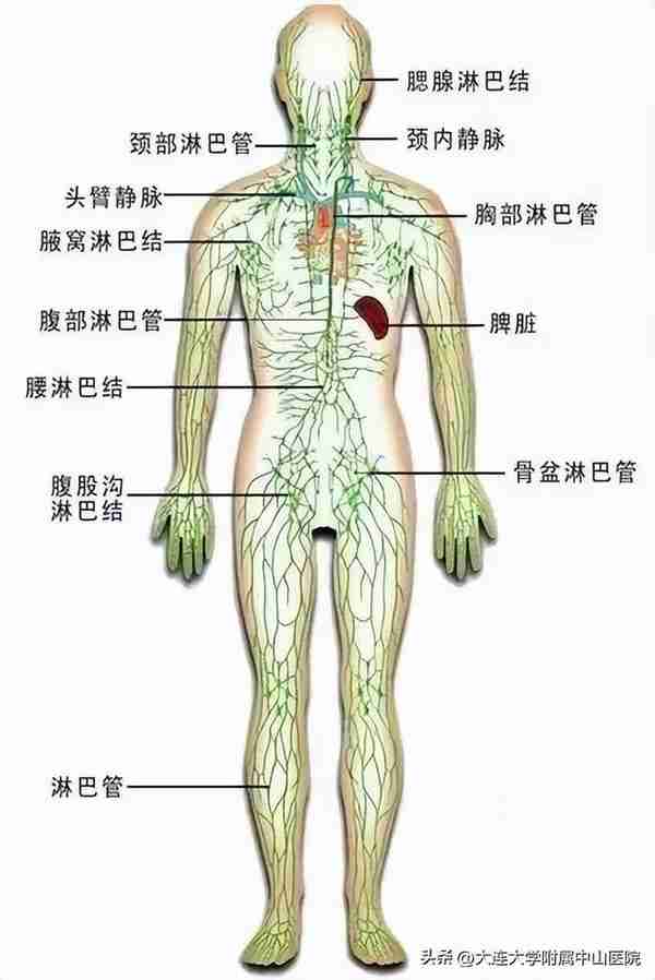 【护理特色】“淋巴水肿”知多少（1）