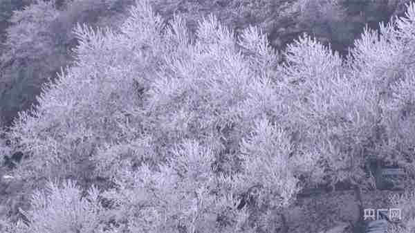 冬日美景｜庐山雪景旖旎迎客来