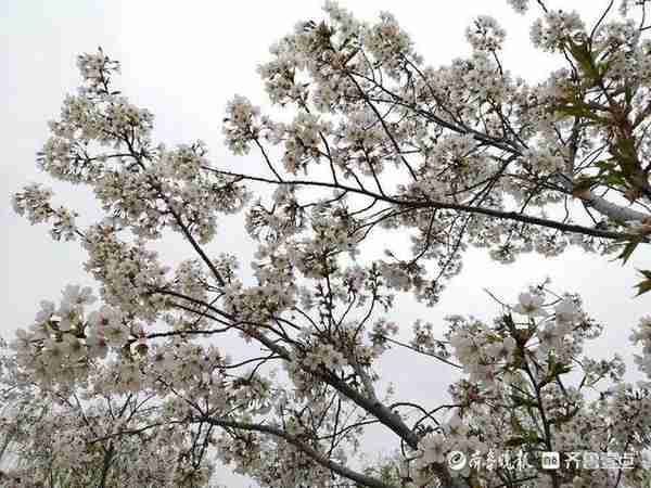 湖畔垂柳依依鲜花成海，周末济南大明湖游客如云