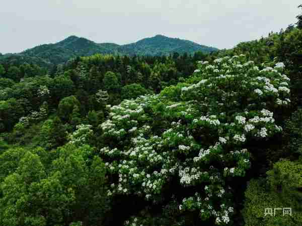 现在是什么季节(现在是什么季节5月)