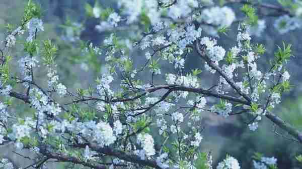 五宝，藏着一个“桃花岛”