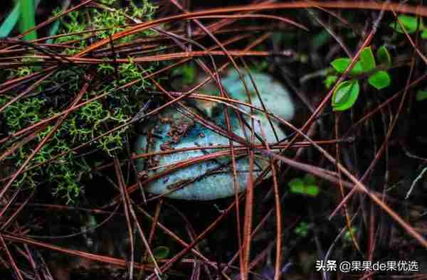 云南最爱“带毒”的菌儿，据说吃完可以看见小人跳舞