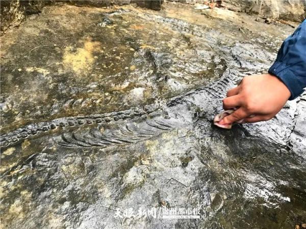 龙宫果真有龙！安顺市龙宫镇发现古生物化石群