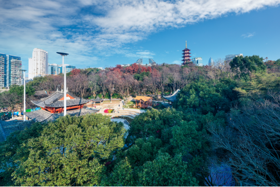 留住古城记忆！来温州这一历史文化美景地，赏茶花、看古山古坊古井